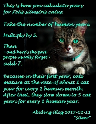 This is how you calculate years for Felis silvestris catus: Take the number of human years. Multiple by 5. Then -- and here's the part people usually forget -- add 7. Because in their first year, cats mature at the rate of about 1 cat year for every 1 human month. After that, they slow down to 5 cat years for every 1 human year. #Cats #CatYears #AbidingBlog2017Silver